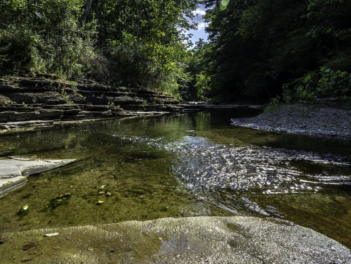 A creek bordered by green trees in summer