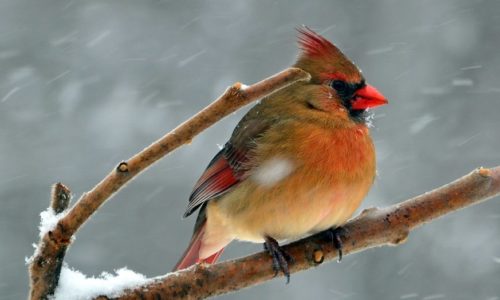 A female Cardinal