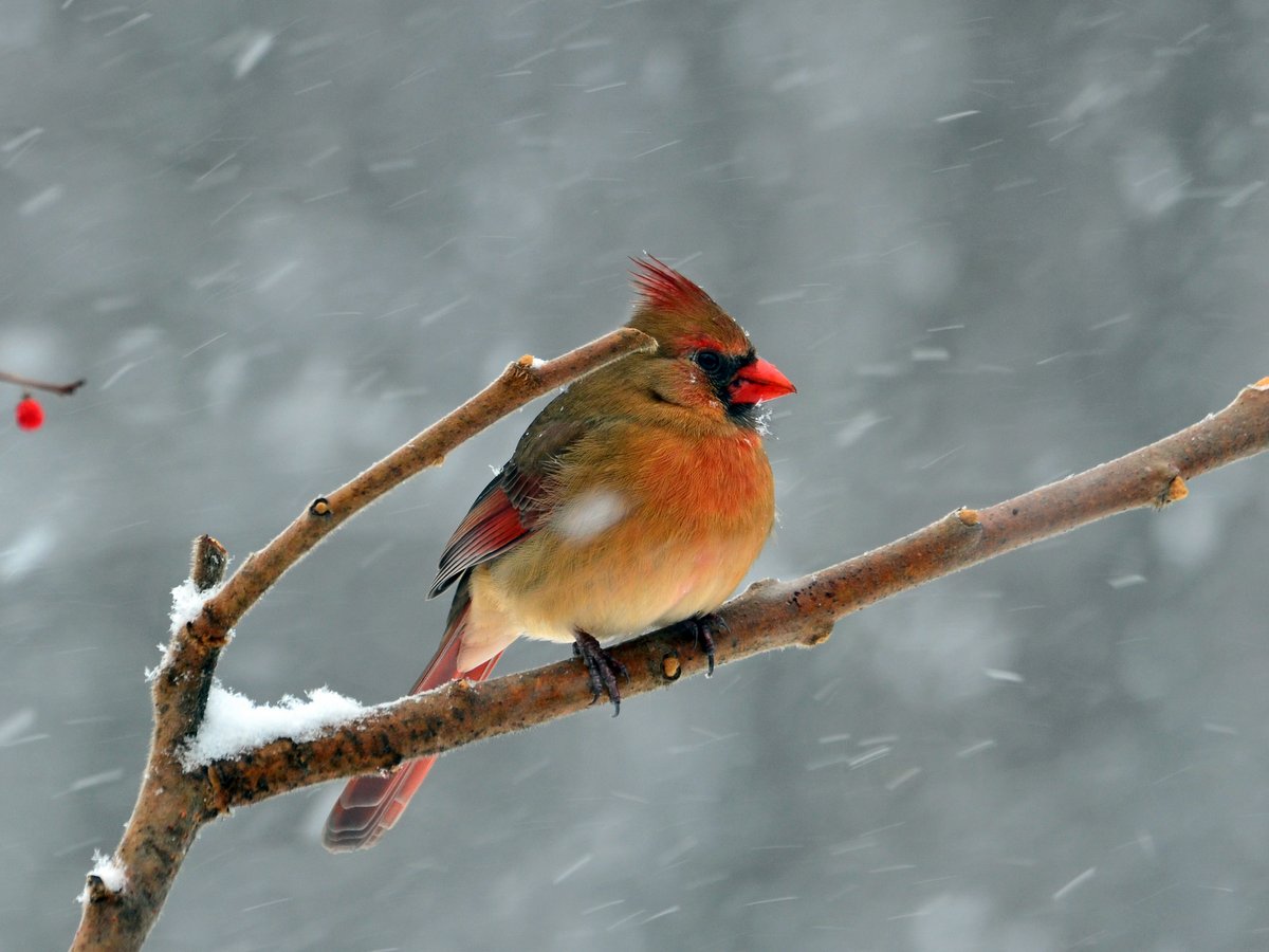 A female Cardinal sitting on a branch
