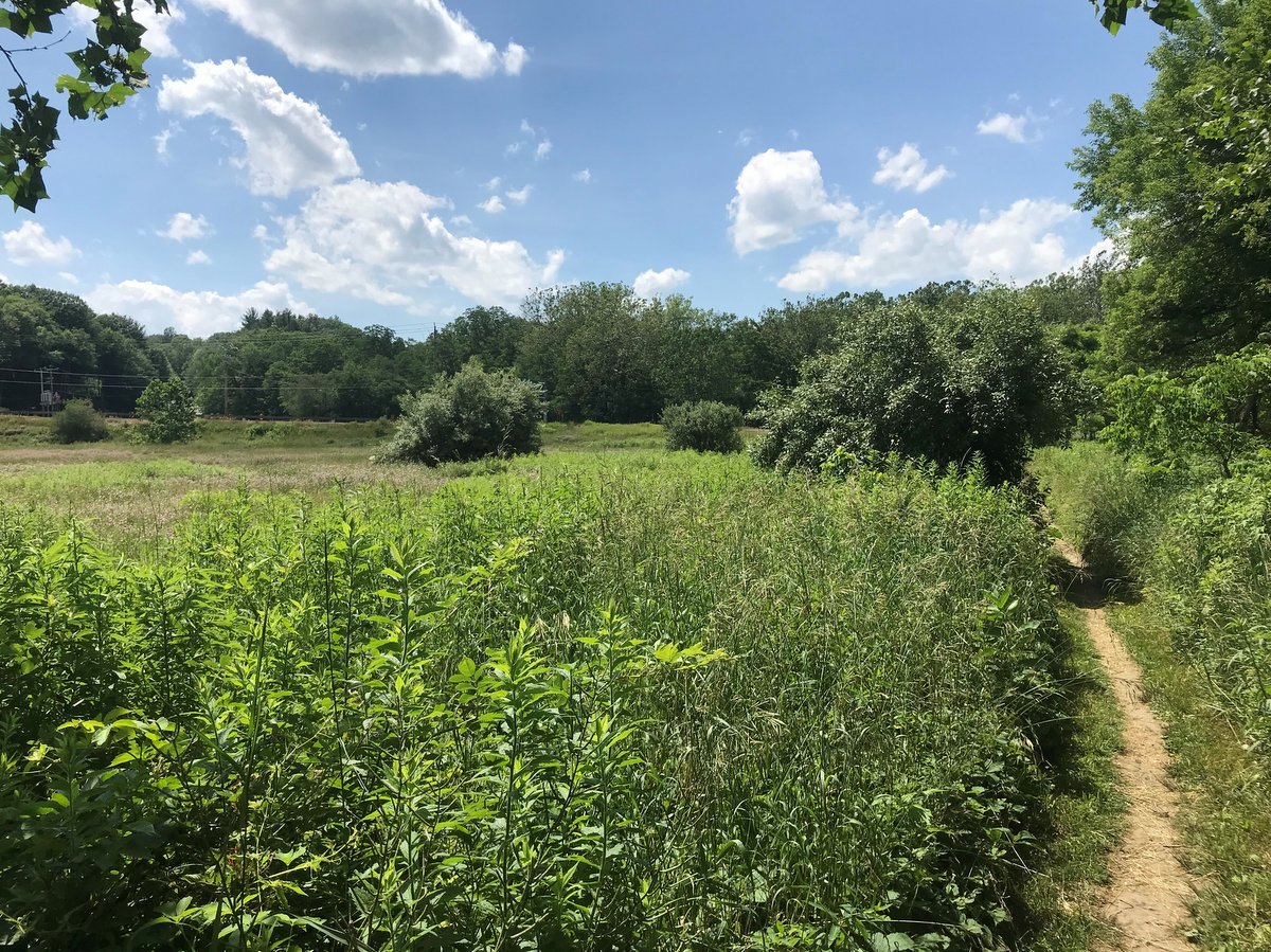 A hiking trail through a grassy meadow