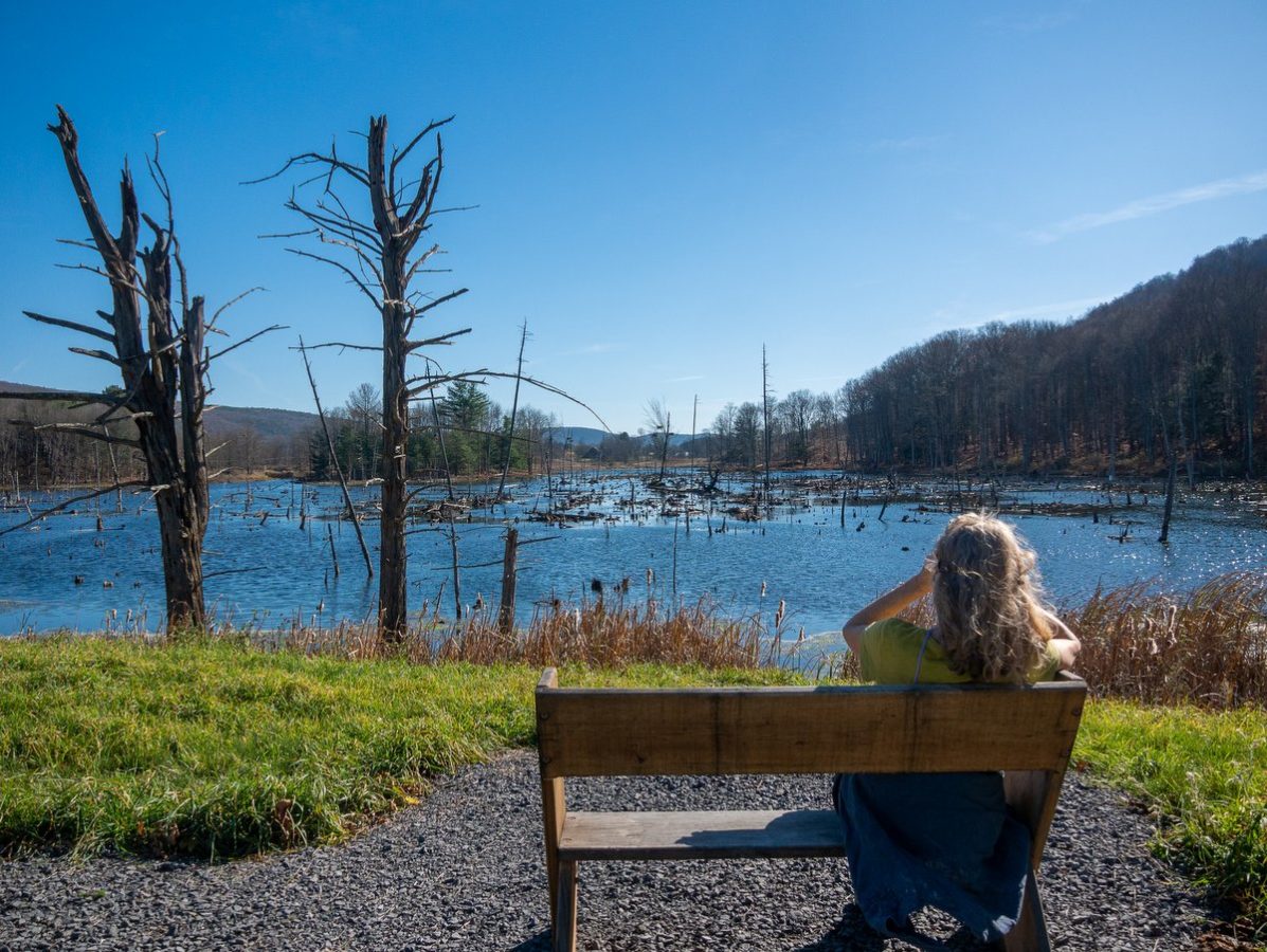 A person sitting on a bench in front of a wetland area