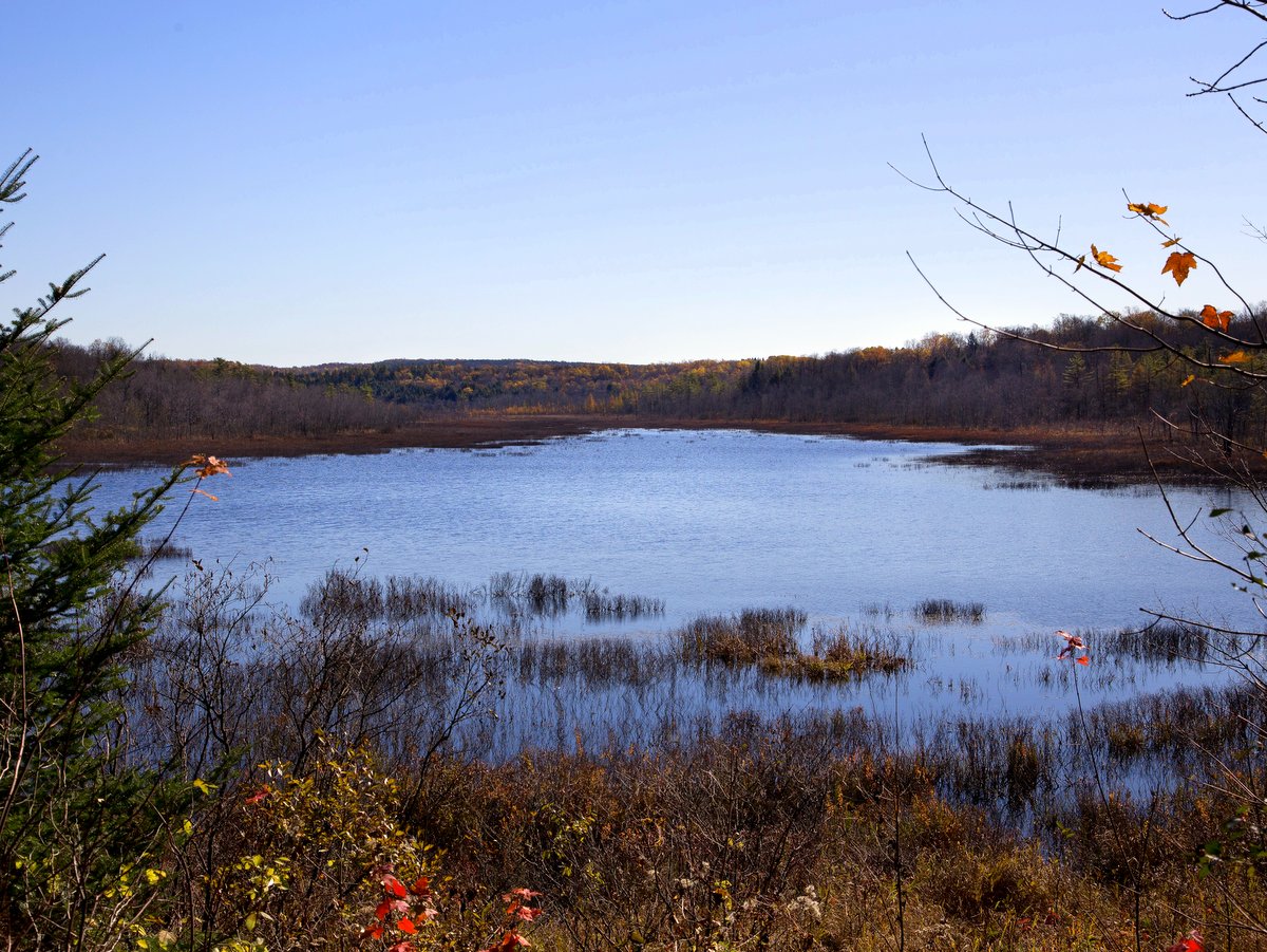 A large swamp and wetland