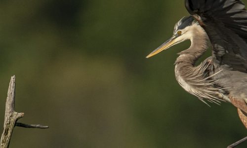 A Great Blue Heron in flight