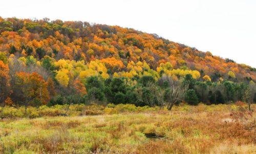A hillside with orange and yellow fall foliage