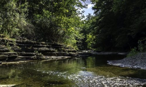 A creek bordered by trees in summer