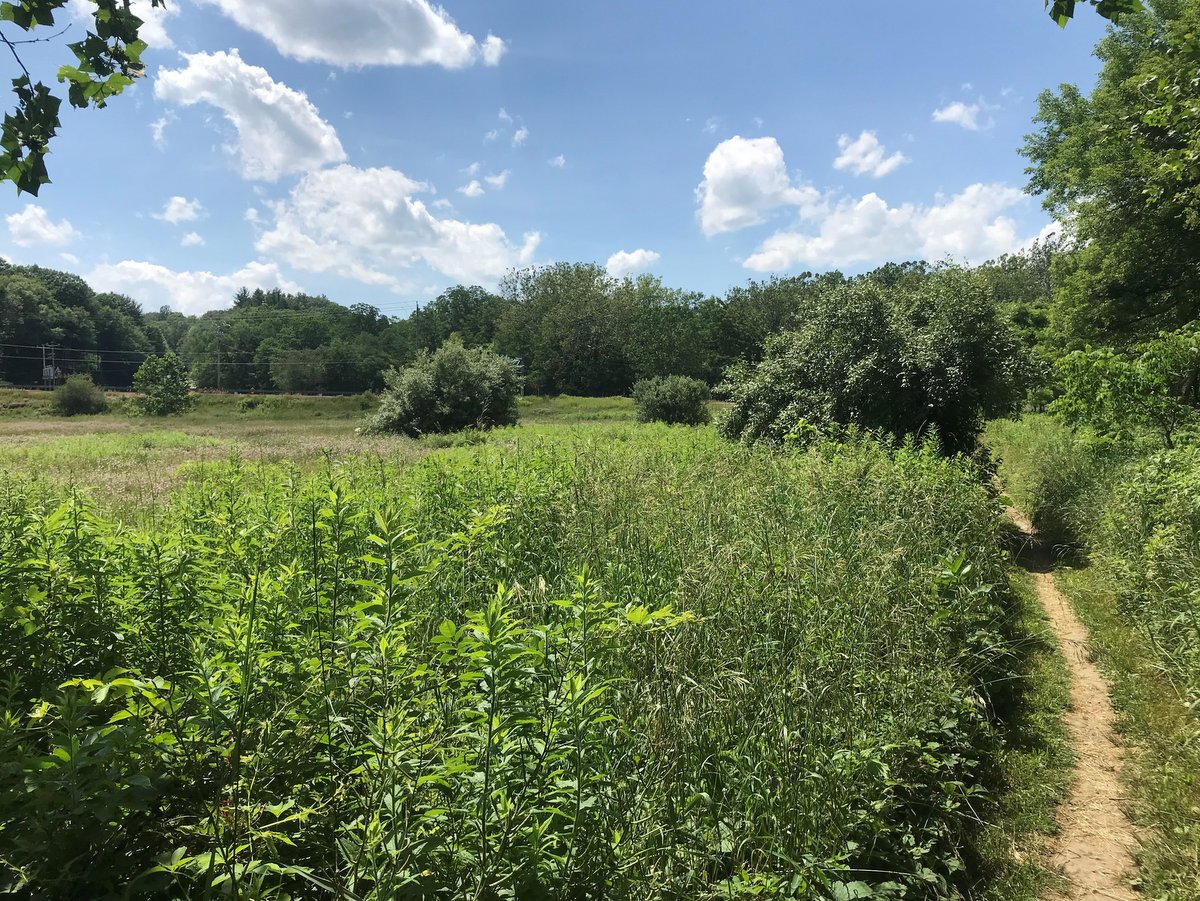 A hiking trail through a grassy meadow