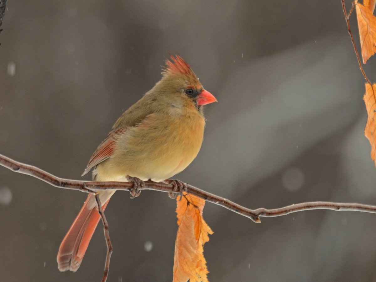 A female Cardinal