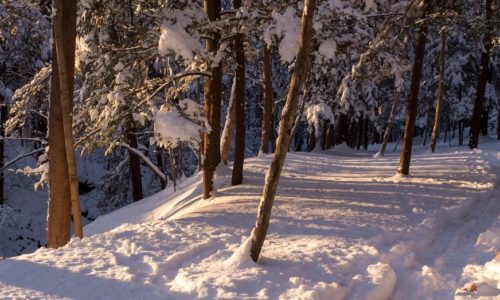 A snowy trail through snow-covered woods