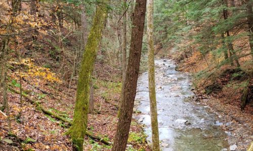 A stream and gorge with hemlock trees