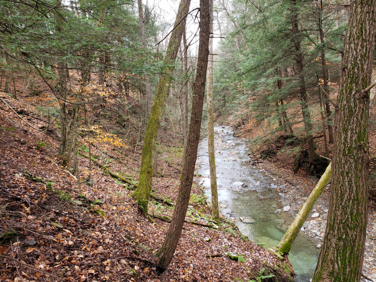 A stream and gorge with hemlock trees