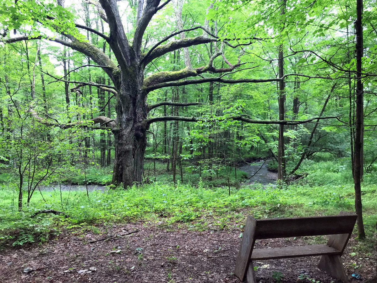 A wooden bench by a creek and large tree