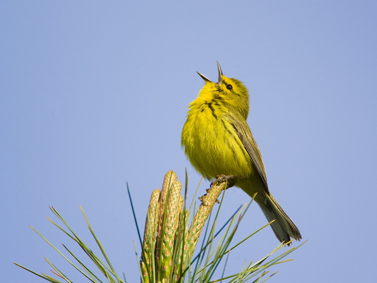 A Prairie Warbler 