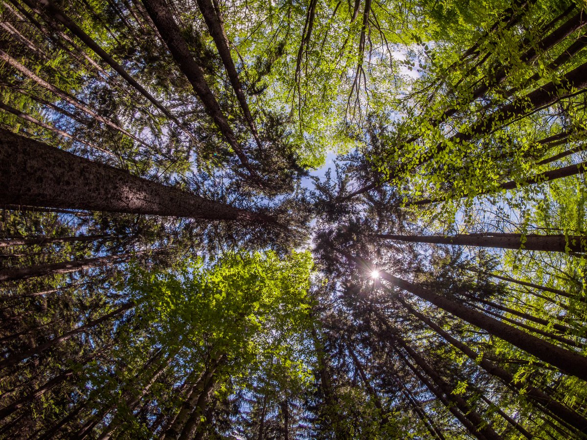 A view of tree tops taken from the ground