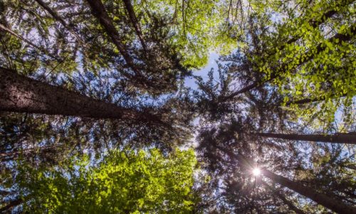 A view of tree tops taken from the ground