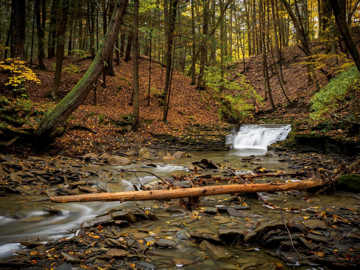 A small, wooded stream and waterfall