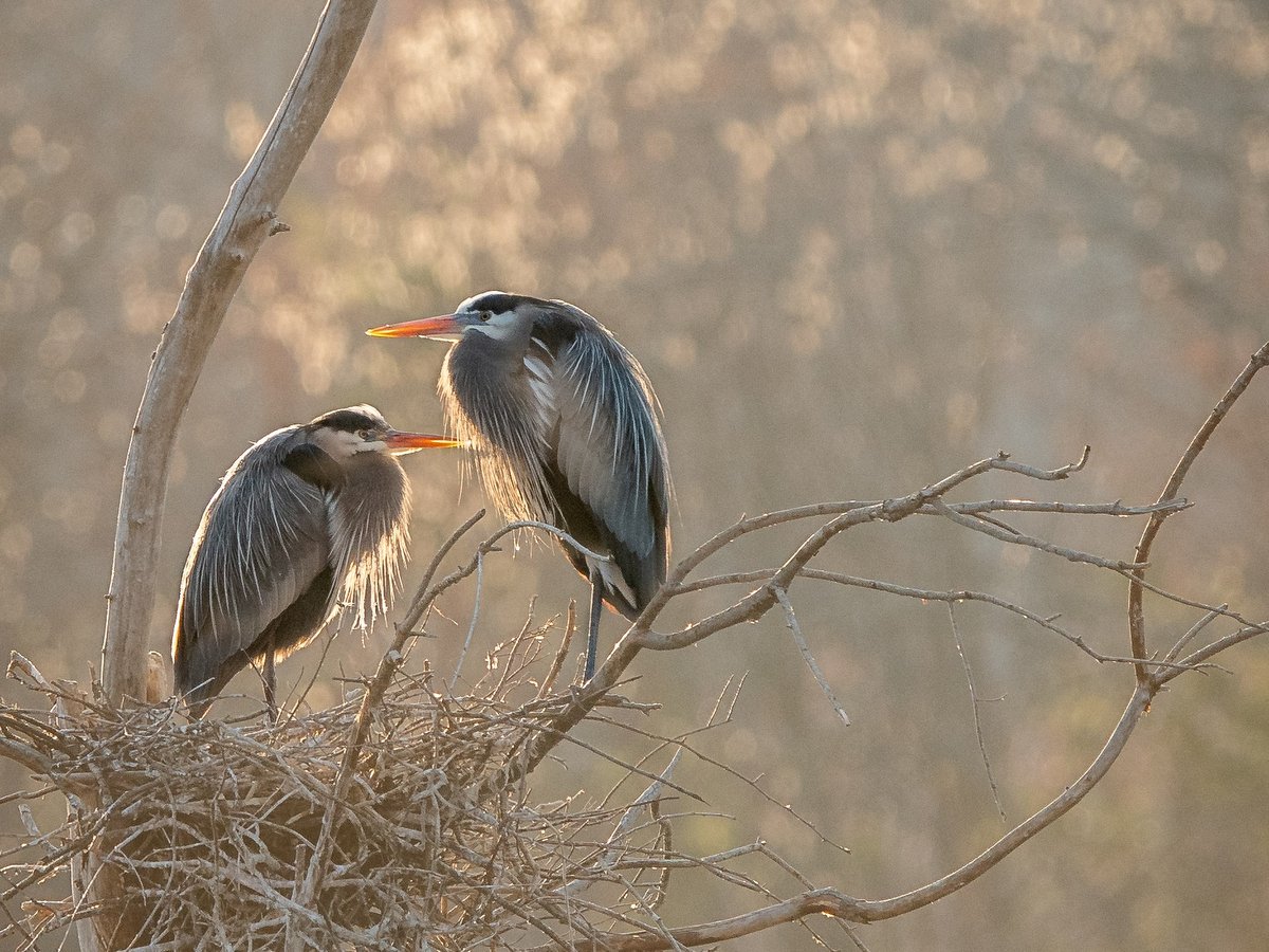 Two Great Blue Herons sitting in a tree