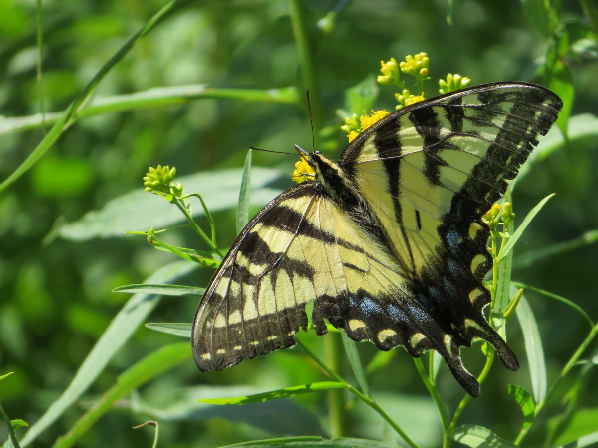 A swallowtail butterfly