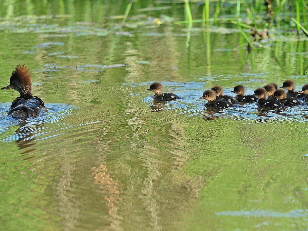 Hooded Mergansers