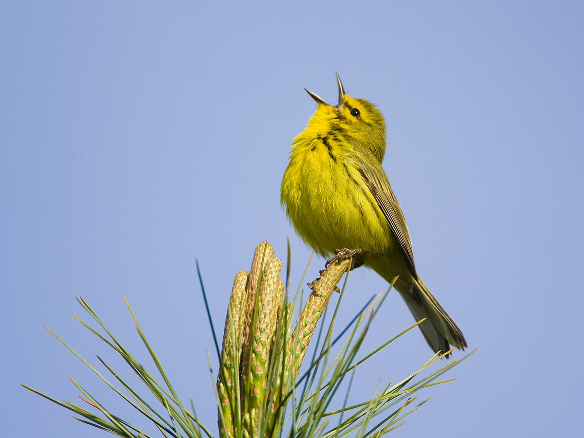 Songs in the Key of Life: A Closer Look at Why and How Birds Sing
