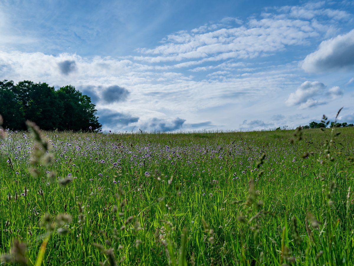 A field of wild grasses