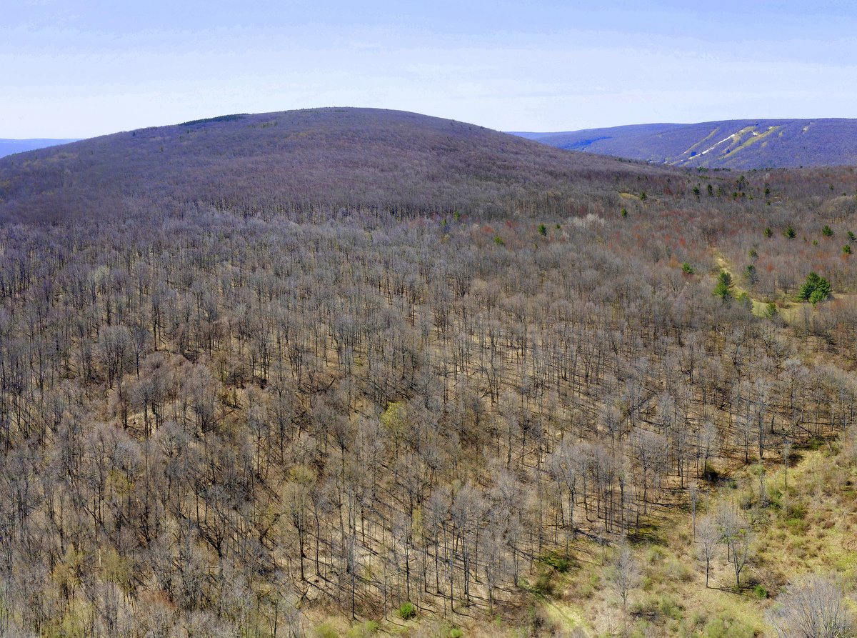 An aerial view of forested hillsides