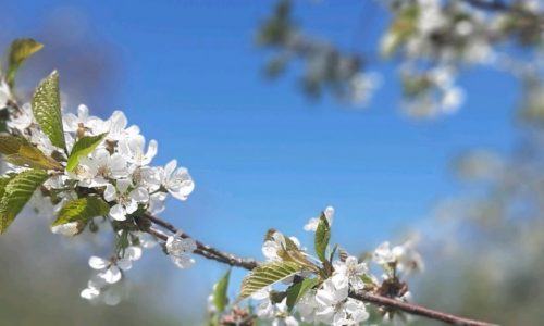 Cherry blossoms