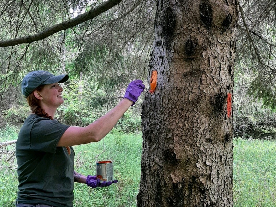 A person painting trail blazes on a tree