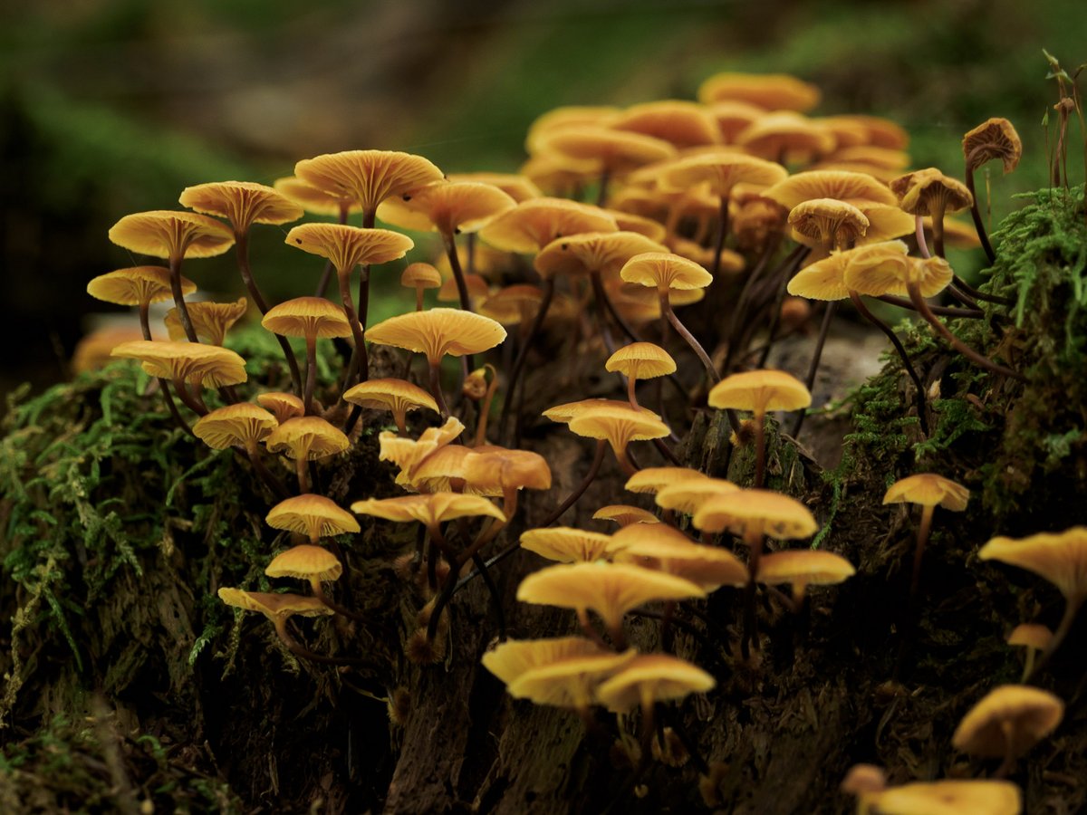 A cluster of wild mushrooms