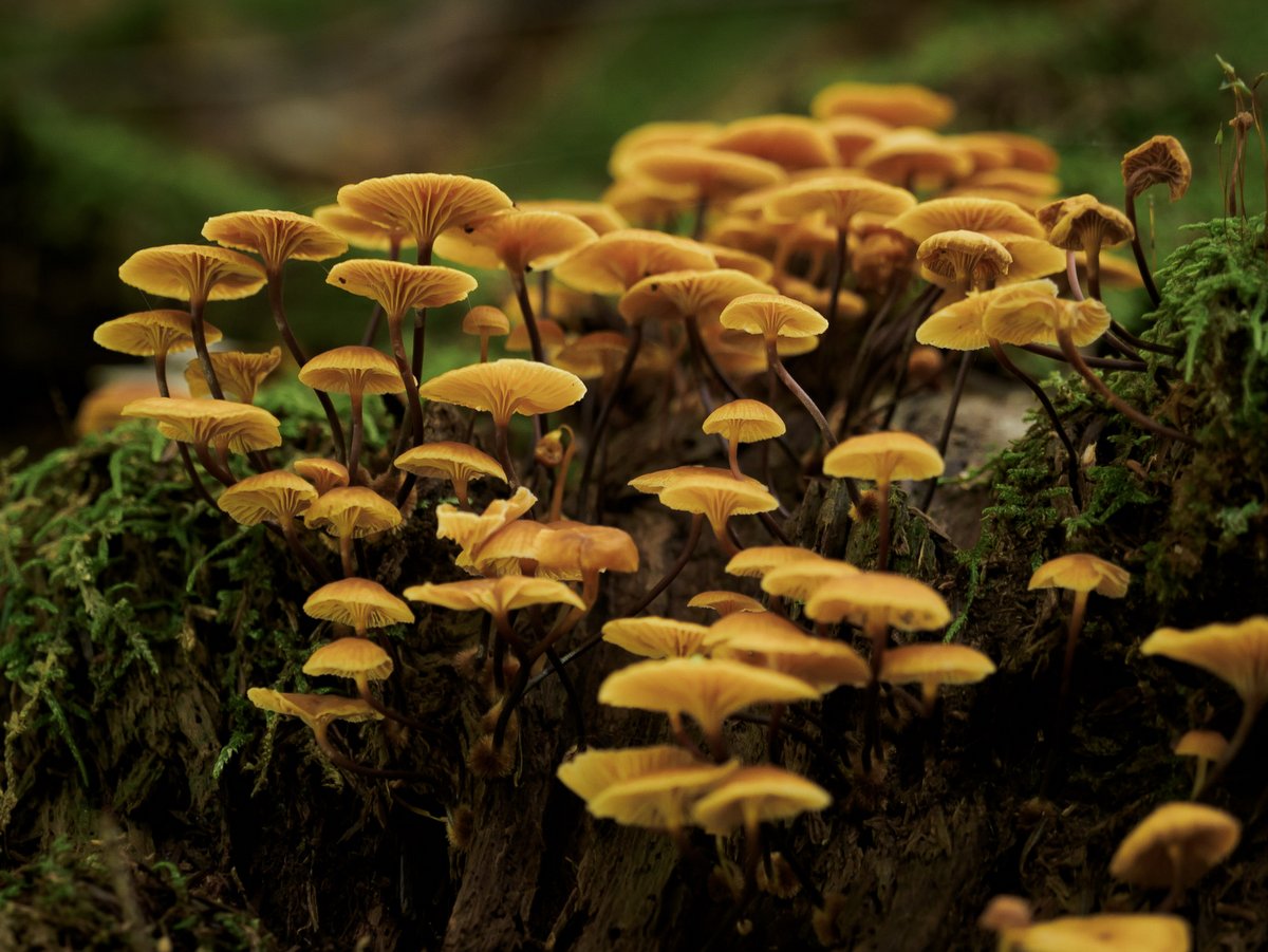 Small orange mushooms