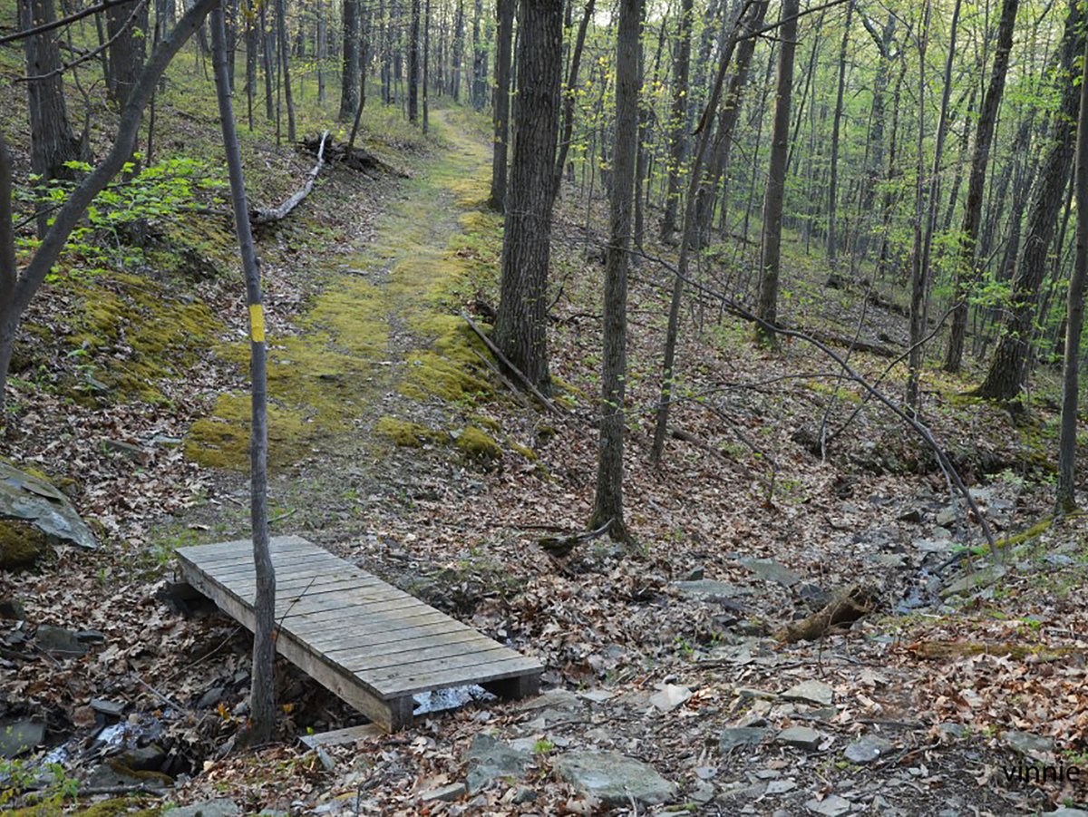 A mossy trail and footbridge in the woods