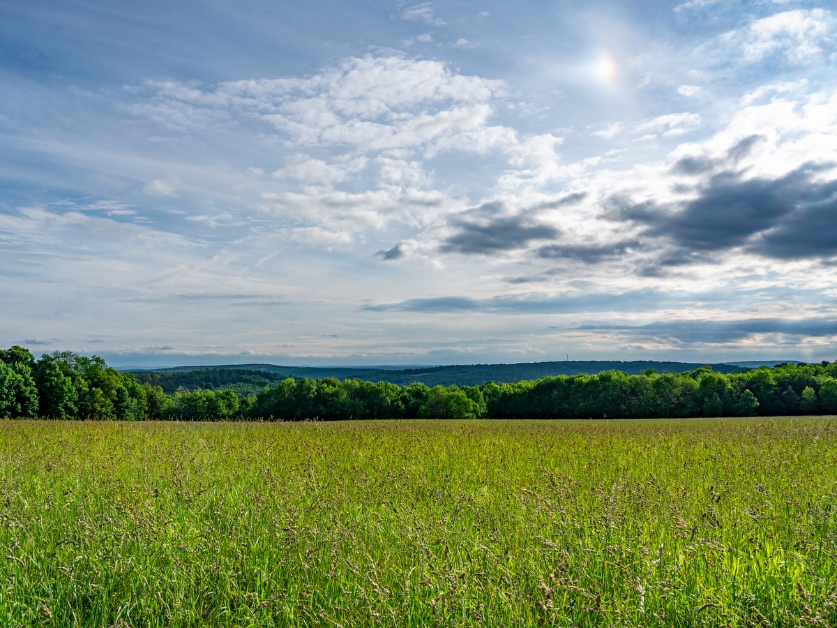 An open field with tall grass and a big blue sky overhead