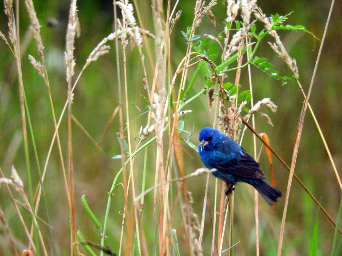 A blue bird on a stalk of grass