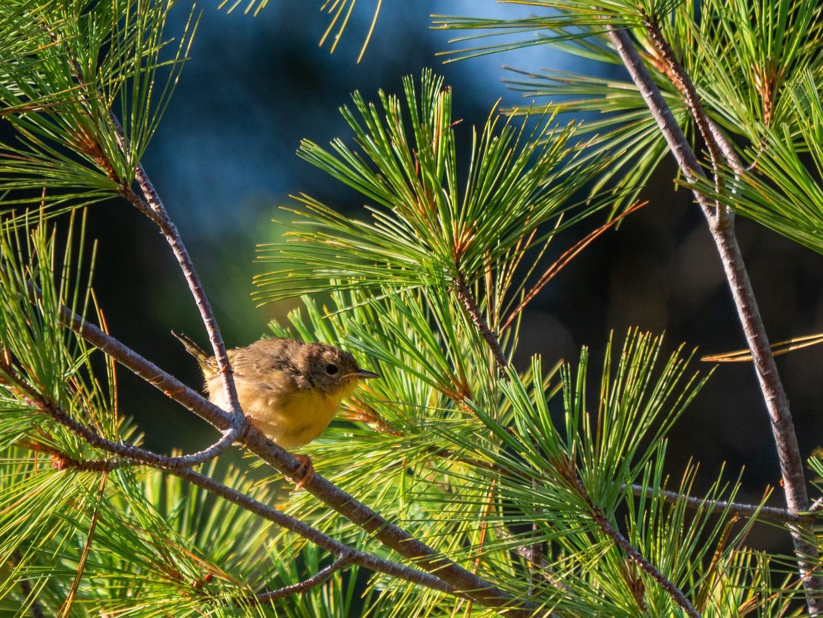 A small brown songbird sitting in a pine tree