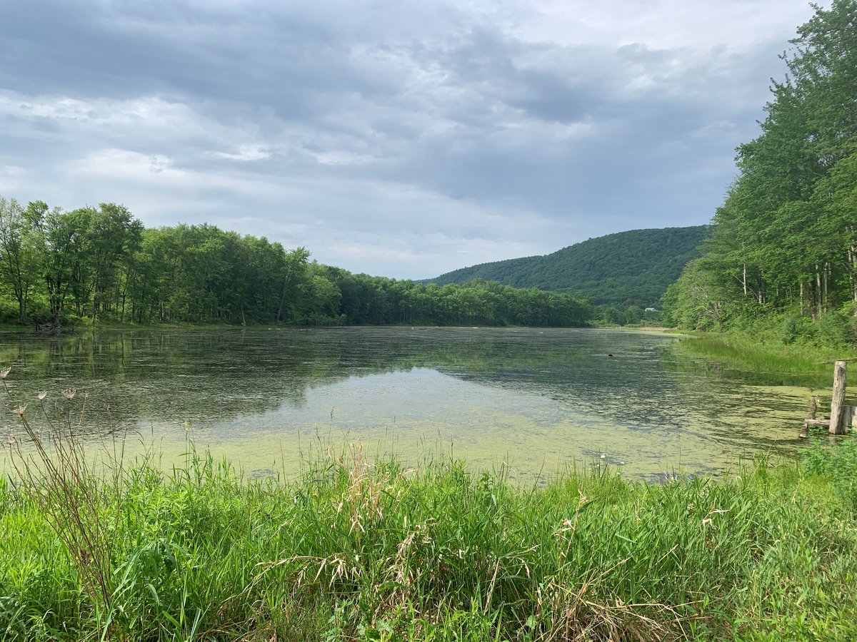 A lake surrounded by green vegetation