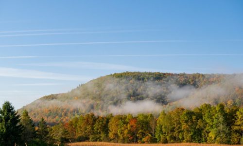 A wooded misty hillside