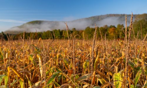 Fall grasses with a wooded hillside in the distance