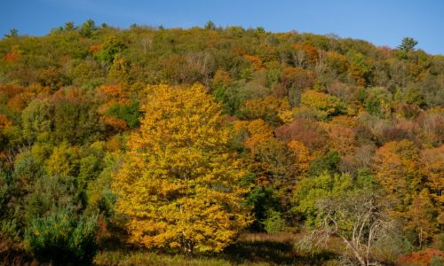 A wooded hillside in fall colors