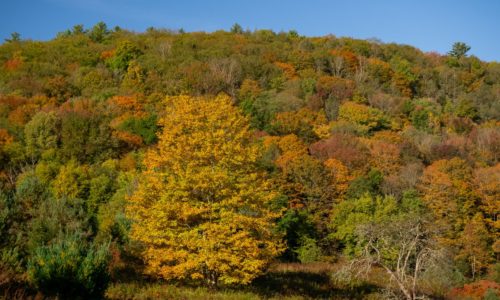 A wooded hillside in fall colors