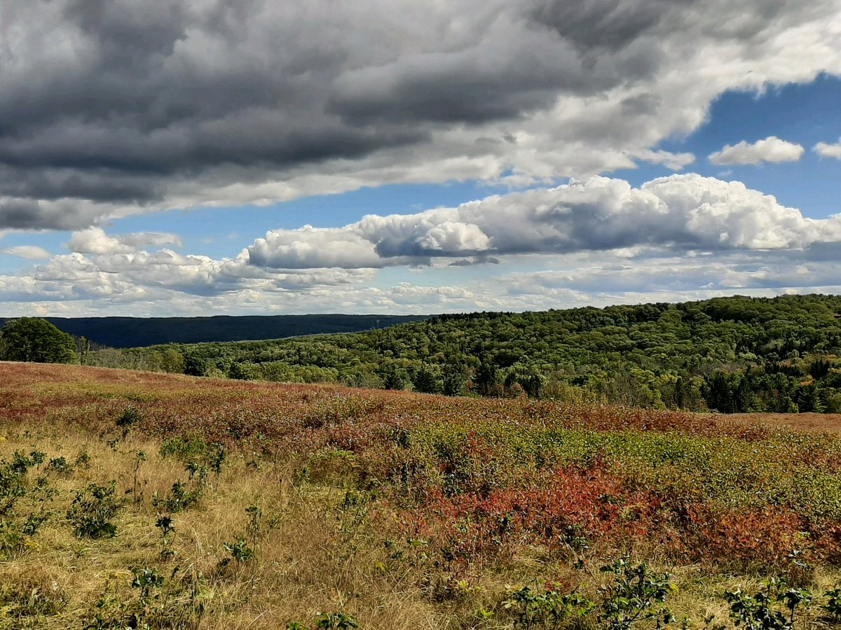 A meadow with green hills in the background