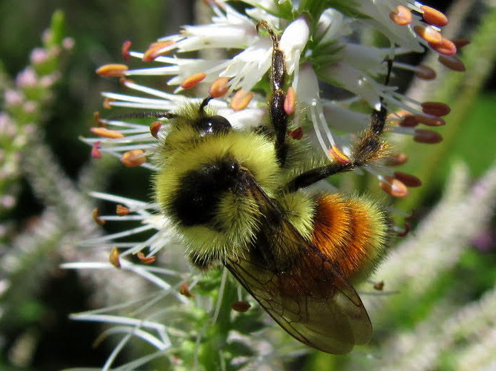 A yellow and orange bee on a white flower