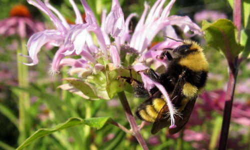 A bee on a pink flower