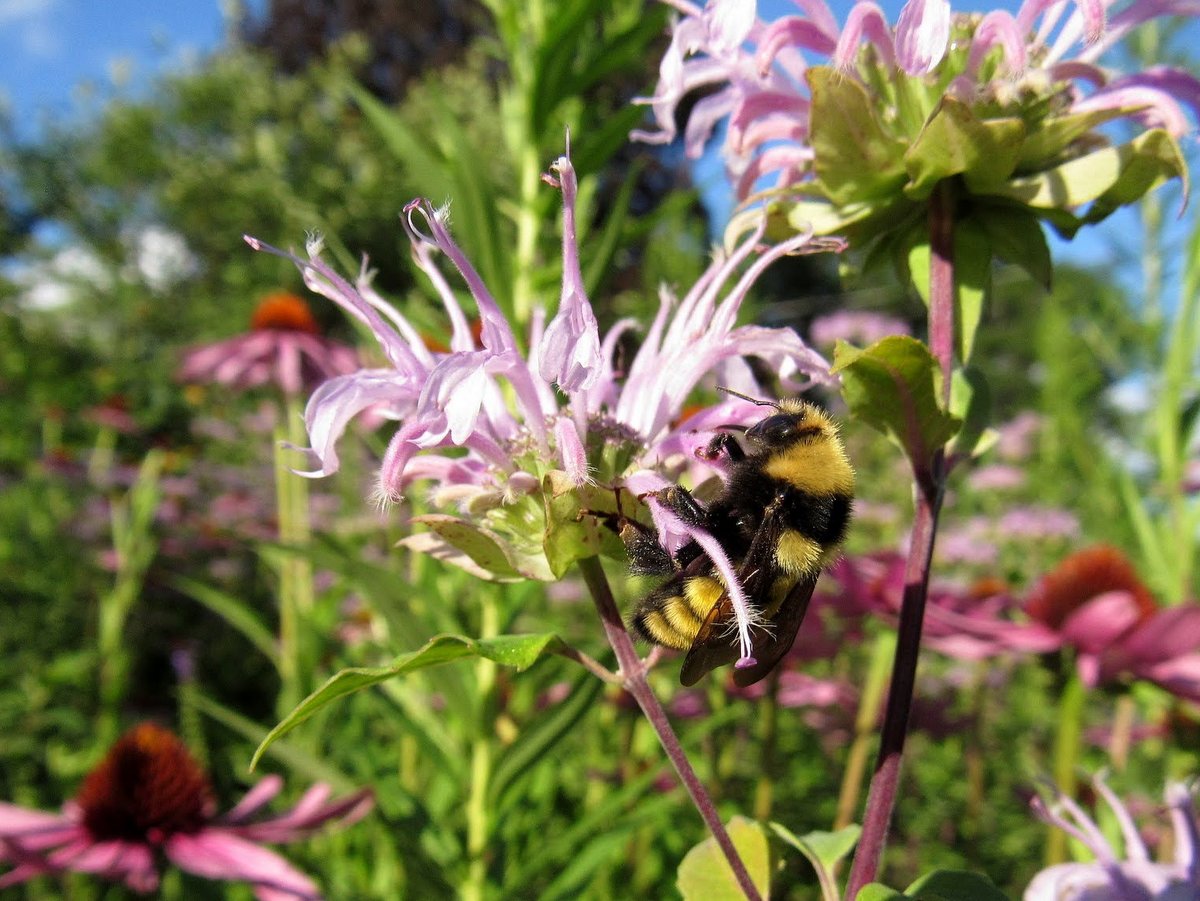 A bee on a pink flower