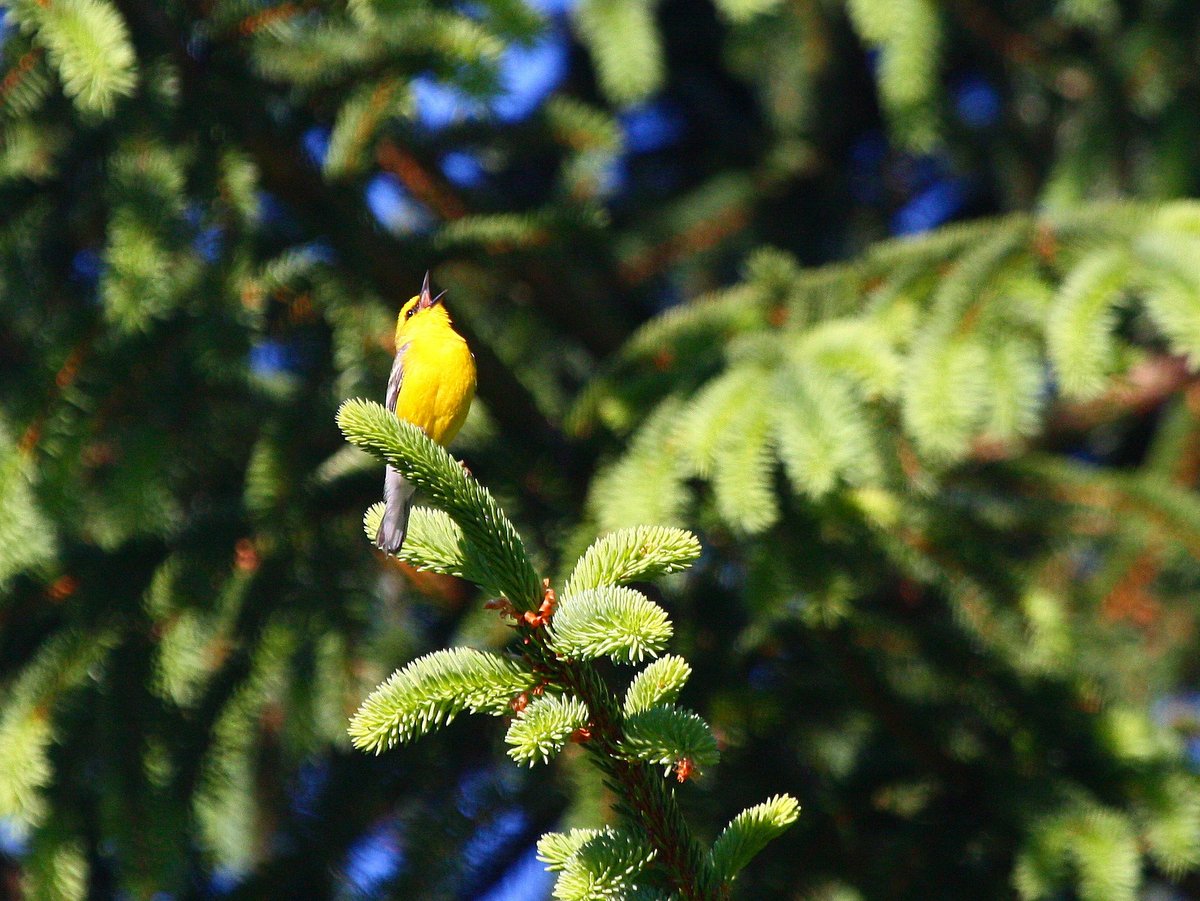 A yellow warbler sitting in a spruce tree