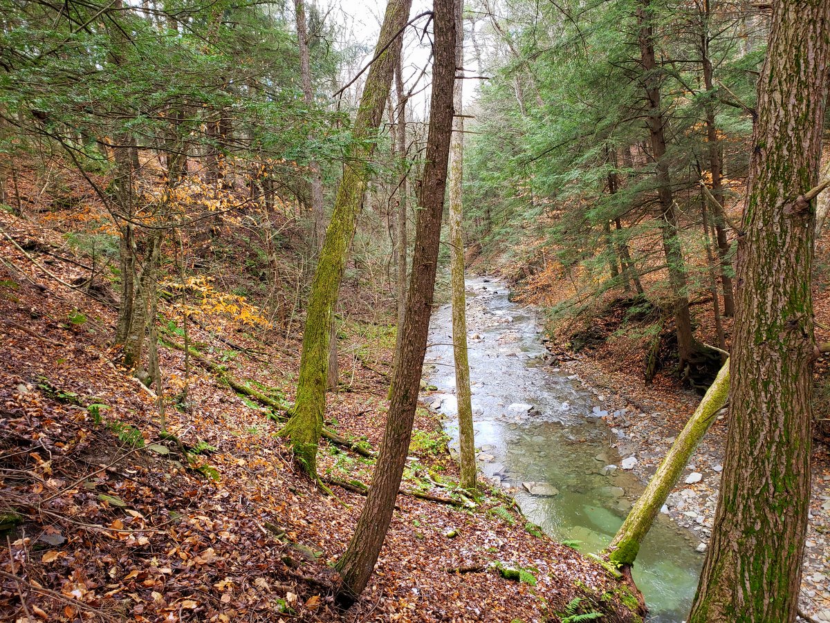 A gorge and creek with hemlock trees