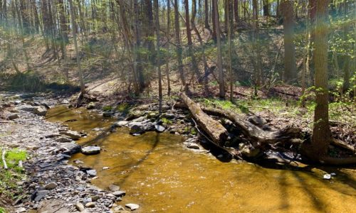 A creek through spring woods