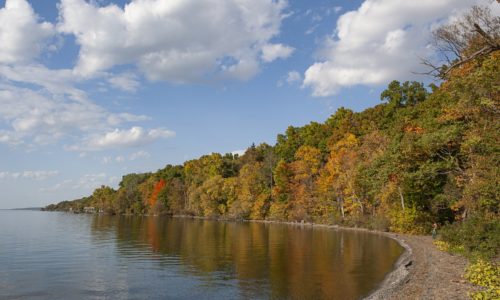 tree-lined lakeshore