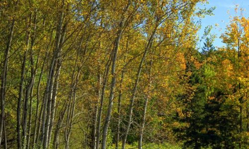 Aspen trees