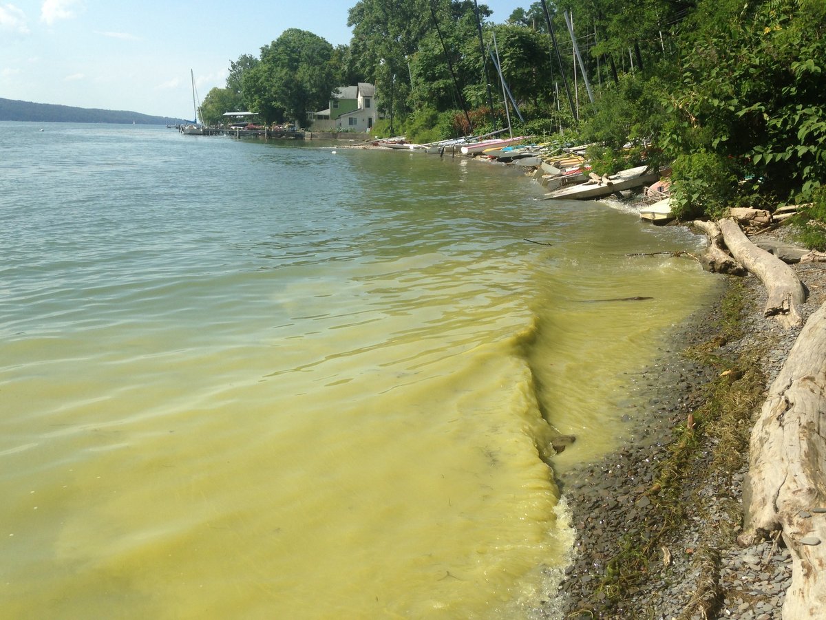Toxic algae on the shore of a lake