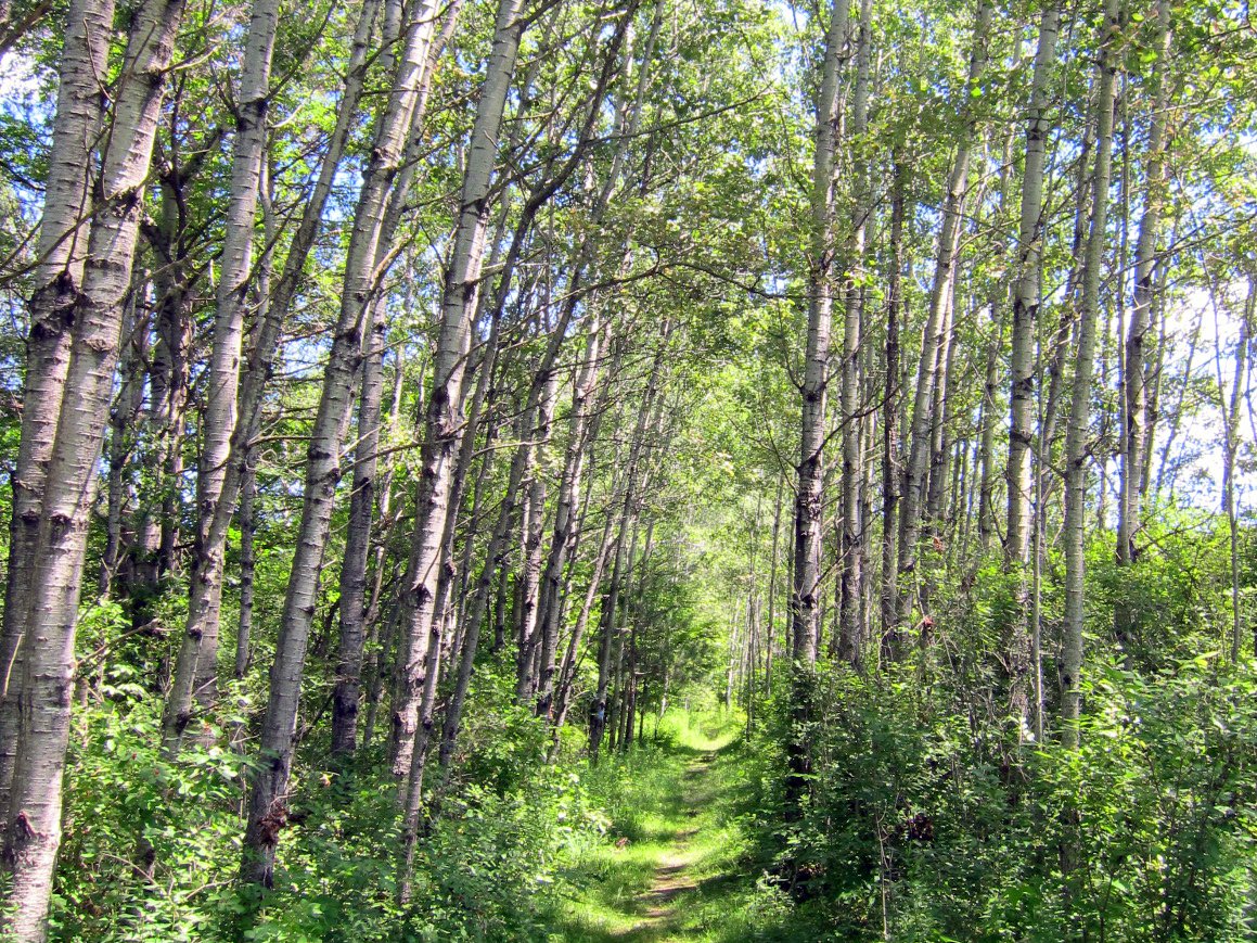 Aspen trees