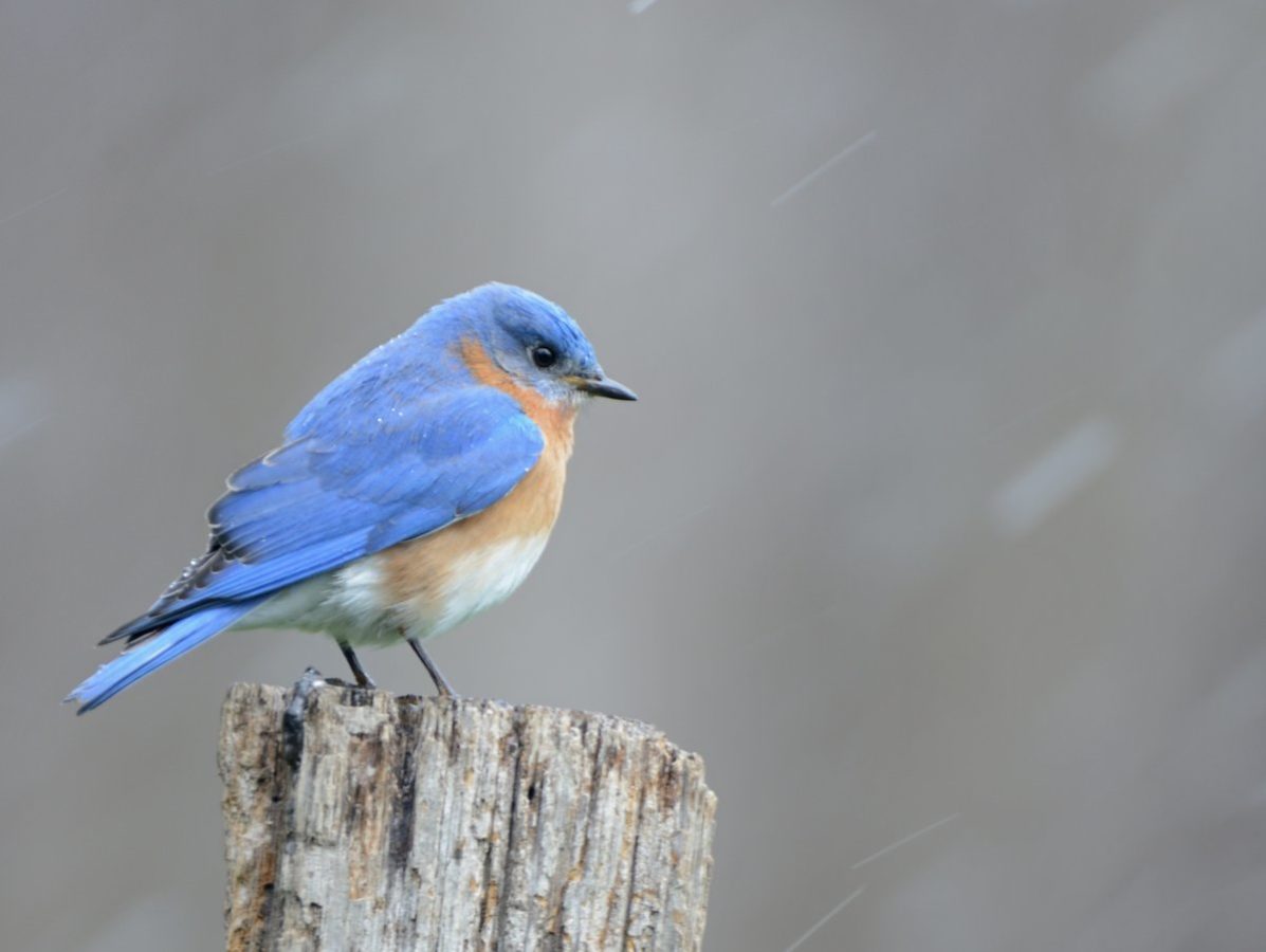 A blue songbird